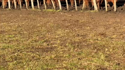 Lote 60 Terneras en Entre Ríos, Villaguay