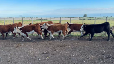 Lote TERNERAS