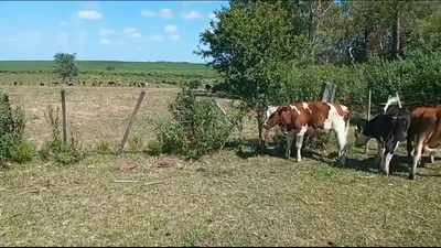 Lote (Vendido)4 Novillos 1 a 2 años 240kg -  en ESPINILLO