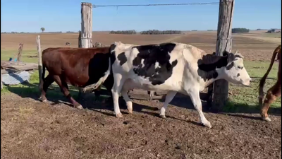 Lote VACAS DE INVERNADA