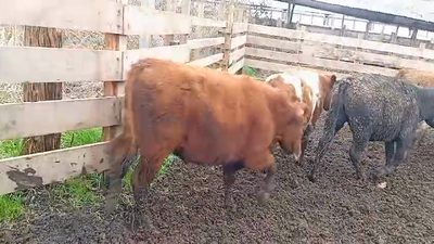 Lote 50 Novillo Engorda en Osorno, X Región Los Lagos
