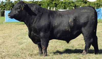 Lote 583 CANDE COURAGE (NEGRO)