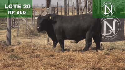 Lote TORO PC ANGUS NEGRO - RP 986