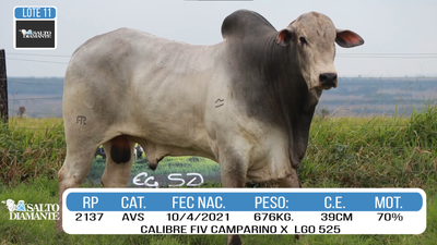 Lote LOTE 11