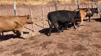 Lote 70 Vaca Gorda en Coyhaique, XI Región Aysén