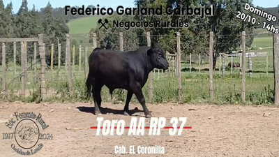 Lote TORO PI ANGUS en OMBUES DE LAVALLE