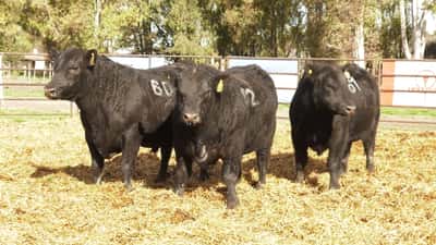 Lote TOROS ANGUS NEGROS PC