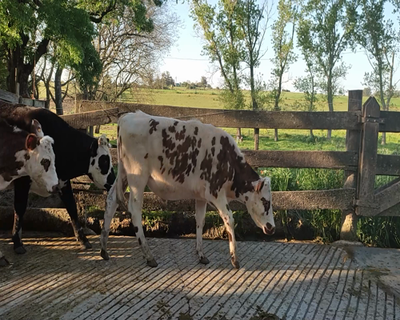 Lote 18 Novillos 13 NO Y 5 HO 322kg - , Colonia