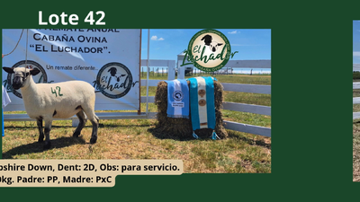Lote PxC