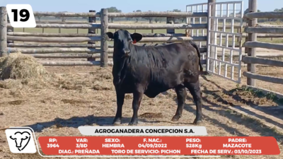 Lote LOTE 19