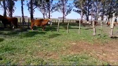 Lote (Vendido)7 Novillos más de 3 años 7 HE 446kg -  en BALTASAR BRUM