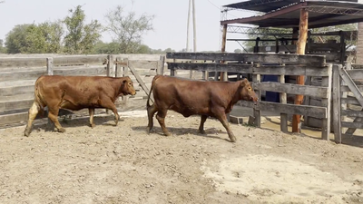 Lote VAQUILLAS BRANGUS, Cabaña "DOÑA ANITA"