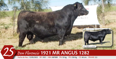 Lote MACHO PP