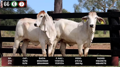 Lote LOTE 66
