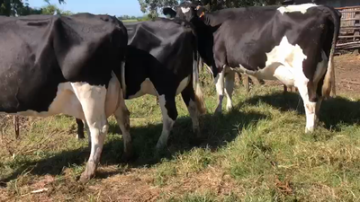 Lote 3 vacas recien paridas holando