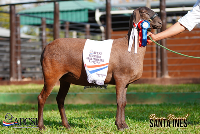 Lote Nacional Santa Inés Bozal - Lote 47