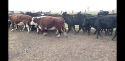 Lote 32 Vacas de invernar en Villaguay, Entre Ríos