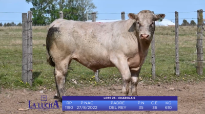 Lote TORO CHAROLAIS