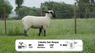Lote LOTE 7 A CAMPO - RP 1751