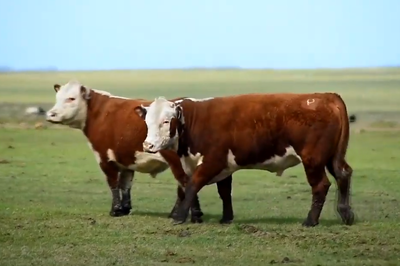 Lote 2 Toros PPI 3 años