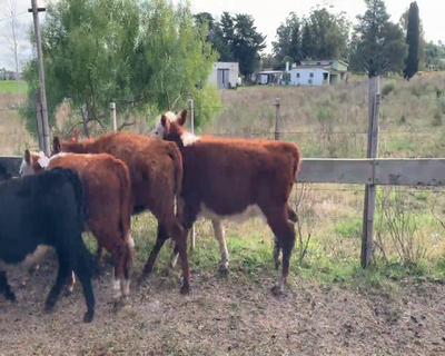Lote 12 Terneras 3H,  1 AA,  2 AA X HE,  2 RA X HE,  2 RA,  1 NO X HO COL. 1 AA X HO 230kg - , Canelones