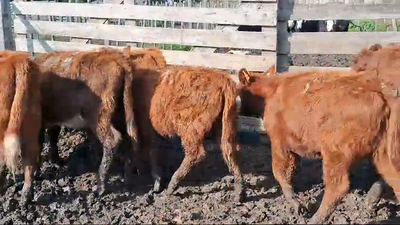 Lote 9 Terneras Hereford y Angus Coloradas en Ruta 3 Km 130