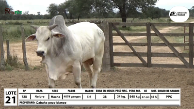 Lote Toros Nelore, Loma Plata
