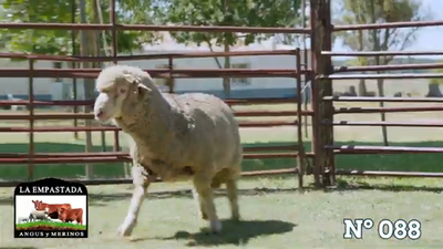 Lote Merino Donhe