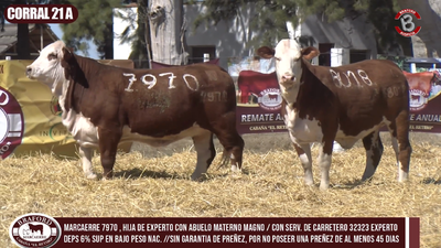 Lote CORRAL 21