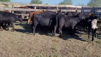 Lote 21 Terneras en Villa Elisa, Entre Ríos
