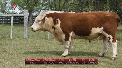 Lote (Vendido)Toros, Salto