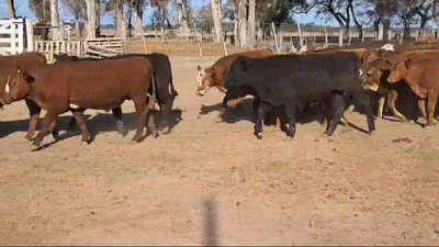 Lote 50 Terneros Hereford, Braford y sus cruzas en Ataliva, Santa Fe