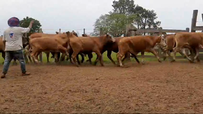 Lote 70 Novillitos