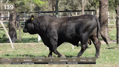 Lote LOTE 139