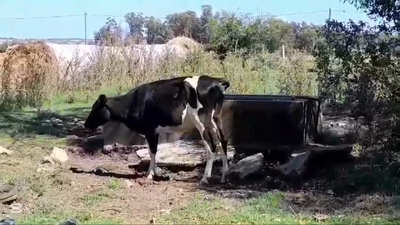 Lote VACAS INDUSTRIA