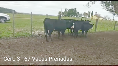 Lote (Vendido)67 Vacas preñadas 5 AA - 5RA/ HE - 3CH - 2RA/ NO - 2RA - 50 AA/ HE 392kg -  en PARAJE RINCON DE PEREZ, RUTA 26 KM 80, A 96 KM DE  PAYSANDU Y A 165KM DE TACUAREMBÓ.