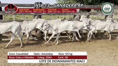 Lote Insp 13