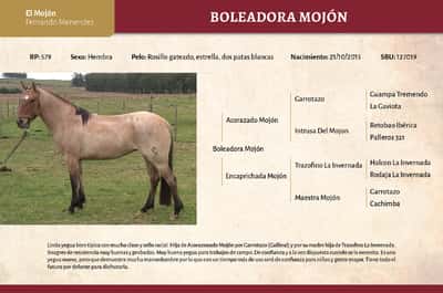 Lote Boleadora Mojón (RP 579) - Cabaña "El Mojón”