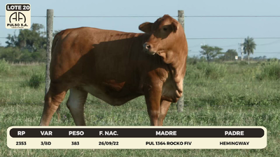 Lote LOTE 20