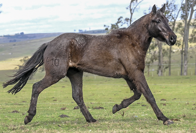 Lote GORRION DEL CEIBAL