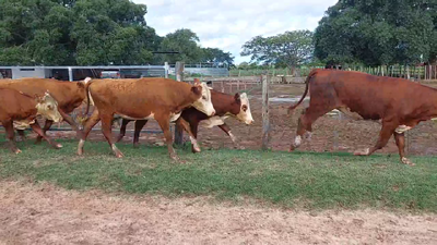 Lote 52 Vaquillonas