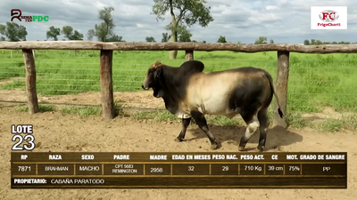 Lote Machos BRAHMAN en Pioneros del Chaco S.A.