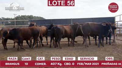 Lote Reproductores de Alborada - Lote 56