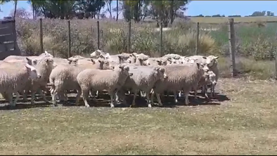 Lote (Vendido)30 Ovejas TEXEL 65kg -  en SANTA RITA