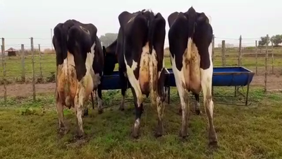 Lote Vacas En Producción - Hornero Chico