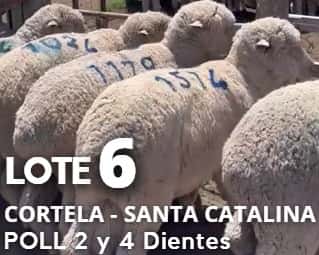 Lote Lote 6