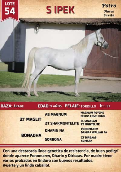 Lote S IPEK