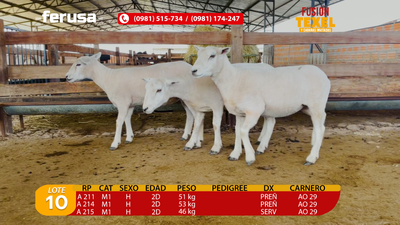 Lote Lote 10