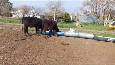 Lote 10 Terneros y Terneras Cr con Hol Aa en Mundo Azul