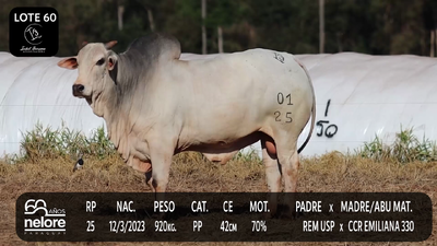 Lote LOTE 60